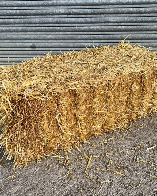 Barley Straw Pack of 21 Conventional Bales 
