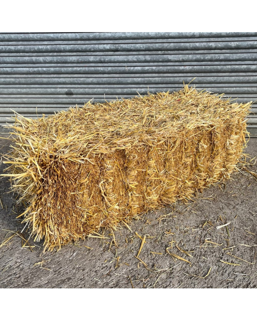 Barley Straw Pack of 21 Conventional Bales 