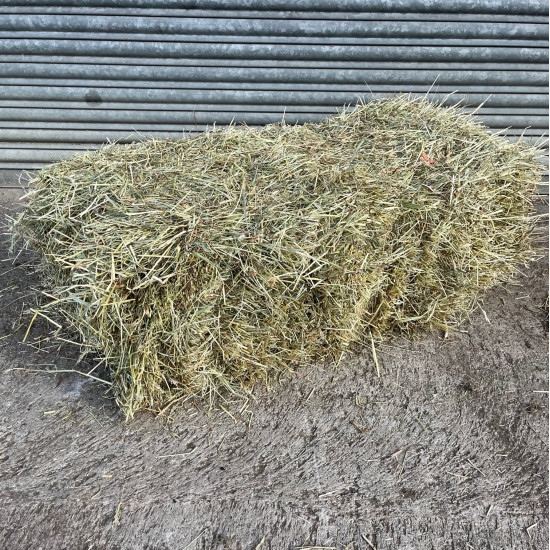 Conventional Bale Ryegrass Hay