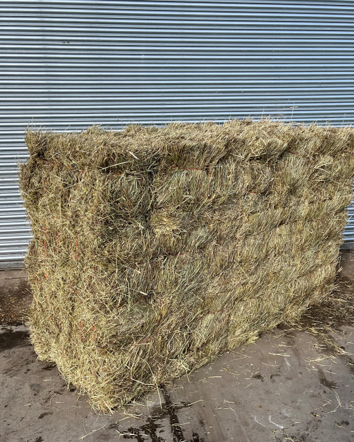 Conventional Bale Low Sugar Timothy Hay 21  bale pack